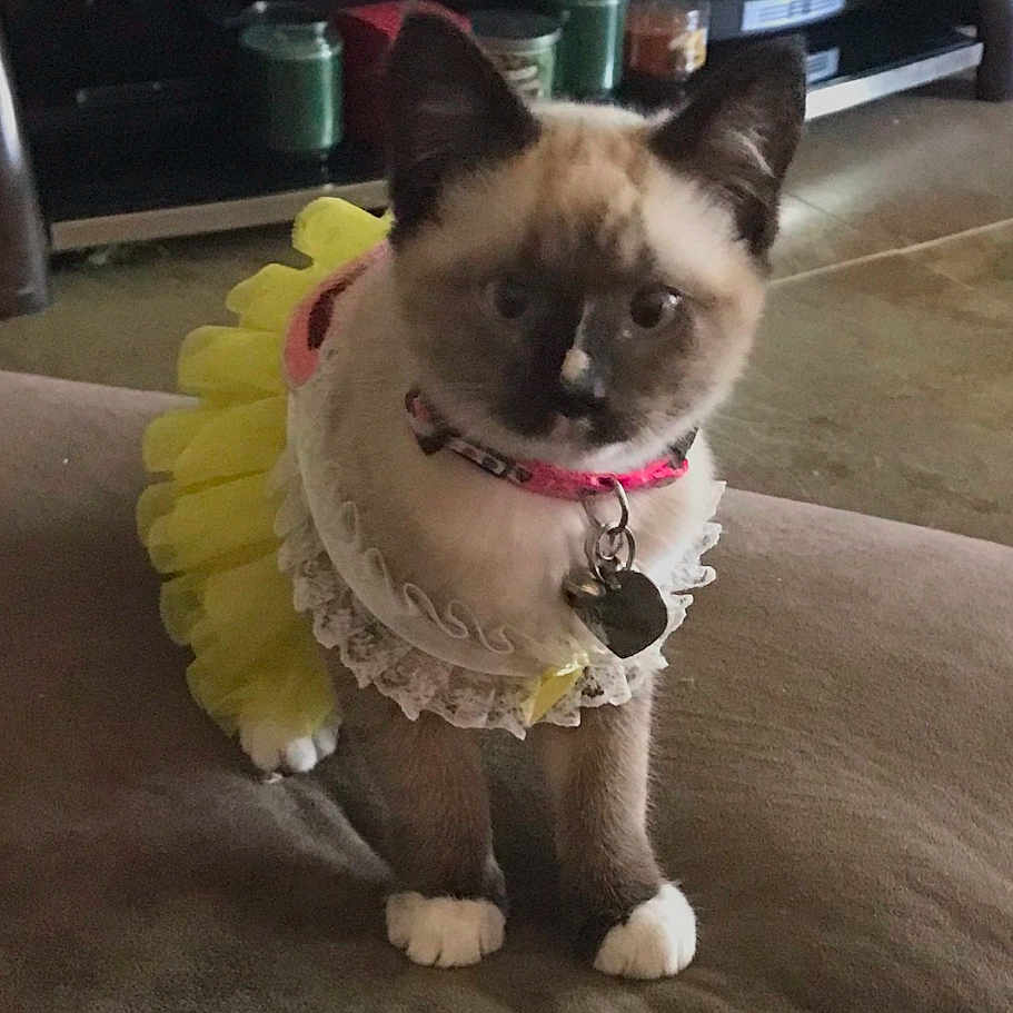 Khloe is registered to the contest to win money with this photo: accessories, animal, canine, cat, collar, dog, egyptiancat, face, flower, head, jewelry, kitten, leash, manx, necklace, pet, plant, pottedplant, siamese, toy