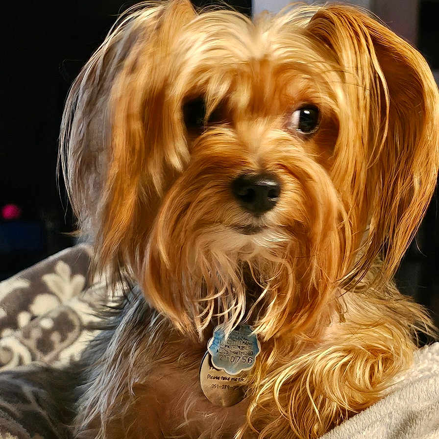 Maggie is registered to the contest to win money with this photo: animal, blanket, brown_fur, closeup, comfort, companion, cozy, cute, dog, domestic, fur, home, indoor, long_hair, looking_away, pet, portrait, relaxed, soft_lighting, tag