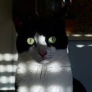 Loulou participe au concours pour gagner de l'argent avec cette photo : cat, black_and_white, green_eyes, shadow, light_pattern, indoor, pet, animal, whiskers, face, fur, close_up, portrait, sitting, domestic_cat, cute, mysterious, focused, quiet, still