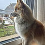 Willow participe au concours pour gagner de l'argent avec cette photo : dog, pet, fluffy, blue_eyes, profile, looking_out, window, windowsill, curtain, indoor, house, suburb, fur, nose, whiskers, ears, portrait, sitting, wooden_sill, calm