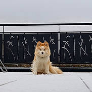 Willow participe au concours pour gagner de l'argent avec cette photo : dog, pet, fluffy_dog, sitting, snow, balcony, metal_railing, overcast_sky, fur, portrait, canine, outdoor, white_floor, tail, ears, eyes, centered, low_angle, cute, calm