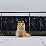balcony, calm, canine, centered, cute, dog, ears, eyes, fluffy_dog, fur, low_angle, metal_railing, outdoor, overcast_sky, pet, portrait, sitting, snow, tail, white_floor