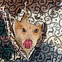 Willow participe au concours pour gagner de l'argent avec cette photo : dog, tongue_out, blue_eyes, wrapping_paper, holiday_pattern, reindeer, tree, bird, stars, metallic, peek, surprised, close_up, portrait, pet, playful, festive, eye_contact, nose, fur