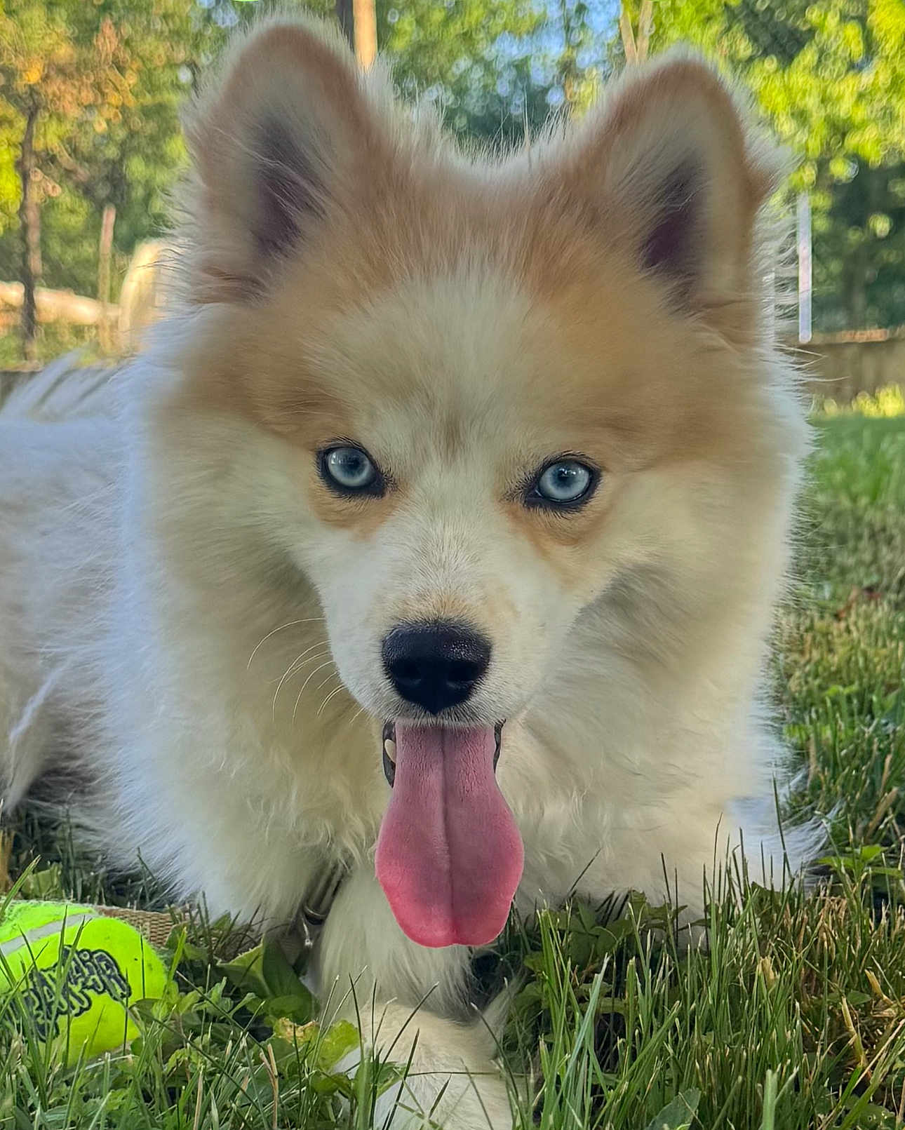 Willow participe au concours pour gagner de l'argent avec cette photo : dog, puppy, fluffy, blue_eyes, tongue_out, grass, tennis_ball, outdoors, close_up, portrait, pet, playful, nose, ears, whiskers, summer, lawn, collar, white_fur, brown_markings