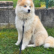 Willow a rejoint le concours — aidez-le/la à gagner de superbes lots ! animal, blue_eyes, calm, canine, companion, cute, dog, domestic, fence, fluffy, fur, garden, grass, leash, nature, outdoor, pet, portrait, sitting, young_dog