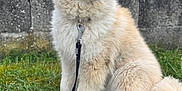 Willow a rejoint le concours — aidez-le/la à gagner de superbes lots ! accessories, animal, backyard, canine, dog, eskimodog, grass, husky, lawn, leash, nature, outdoors, pet, plant, puppy, rock, strap, vegetation, whitedog, yard
