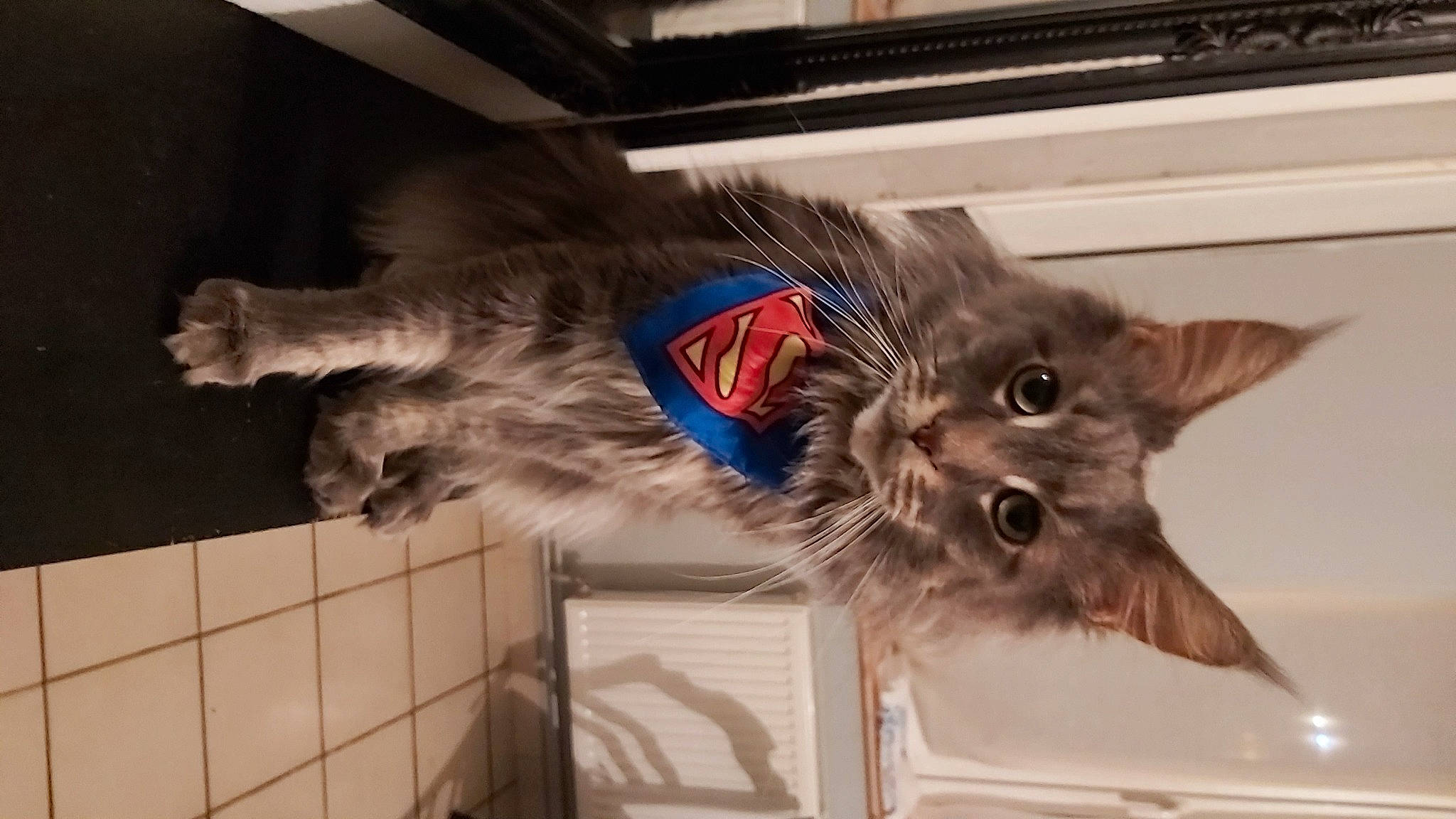 Kik participe au concours pour gagner de l'argent avec cette photo : asian_semi_longhair, carnivore, cat, collar, curious, domestic_long_haired_cat, felidae, fur, kitten, pet_supply, small_to_medium_sized_cats, tail, vertebrate, whiskers