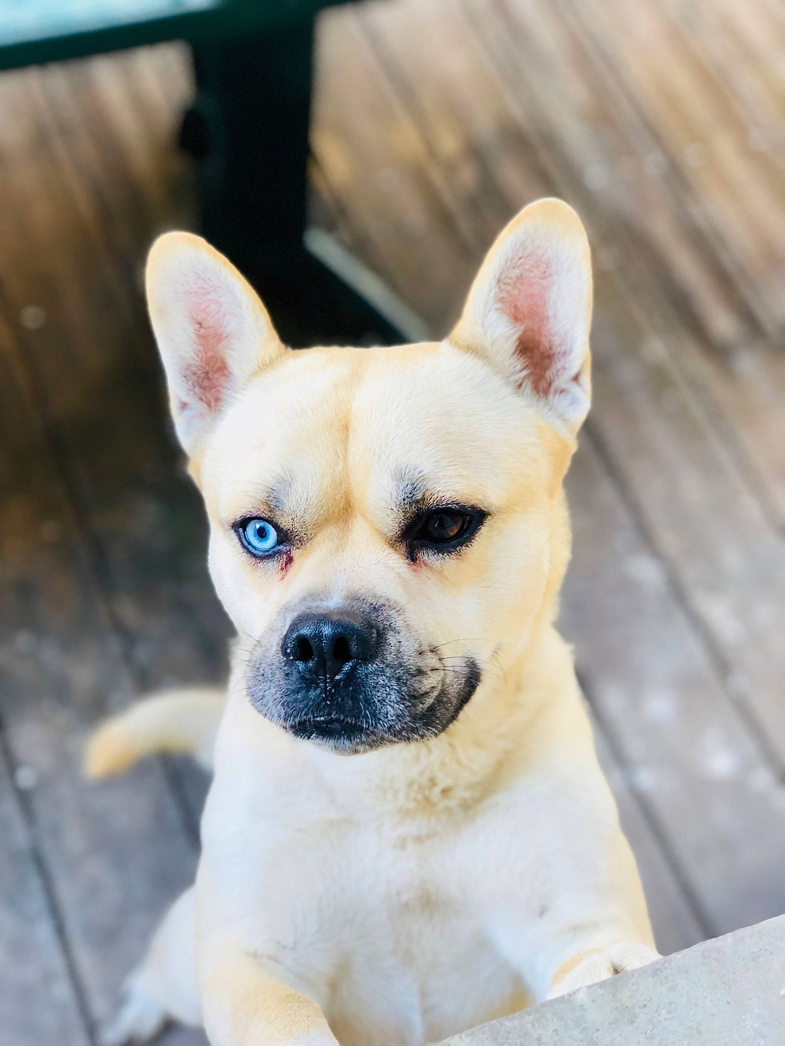 Yoshi a rejoint le concours — aidez-le/la à gagner de superbes lots ! canidae, carnivore, collar, companion_dog, dog, dog_breed, dog_collar, ear, eye, fawn, fur, head, non_sporting_group, puppy, snout, sporting_group, terrestrial_animal, toy_dog, whiskers, working_animal