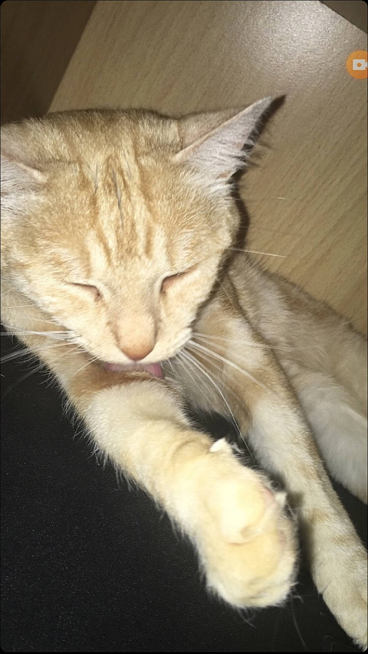 Poupoune a rejoint le concours — aidez-le/la à gagner de superbes lots ! carnivore, cat, claw, comfort, domestic_short_haired_cat, fawn, felidae, fur, gesture, paw, sitting, small_to_medium_sized_cats, tail, terrestrial_animal, whiskers