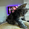 Vader joined the competition — help win amazing prizes! kitten, cat, fluffy, long_hair, black_fur, gray_fur, white_chest, blue_eyes, ears, whiskers, paws, animal, pet, indoor, cushion, sofa, television, window, living_room, portrait