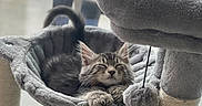Vader joined the competition — help win amazing prizes! cat, kitten, pet, animal, fluffy, tabby, gray_fur, sleeping, relaxed, eyes_closed, paws, cat_tree, hammock, scratching_post, cat_toy, green_toy, indoor, window, cozy, portrait