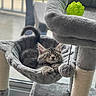 cat, kitten, pet, animal, fluffy, tabby, gray_fur, sleeping, relaxed, eyes_closed, paws, cat_tree, hammock, scratching_post, cat_toy, green_toy, indoor, window, cozy, portrait