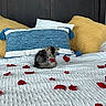 Vader is registered to the contest to win money with this photo: kitten, cat, fluffy, fur, animal, pet, bed, bedroom, pillows, blanket, rose_petals, romantic, blue, yellow, white, cozy, indoors, sitting, cute, portrait
