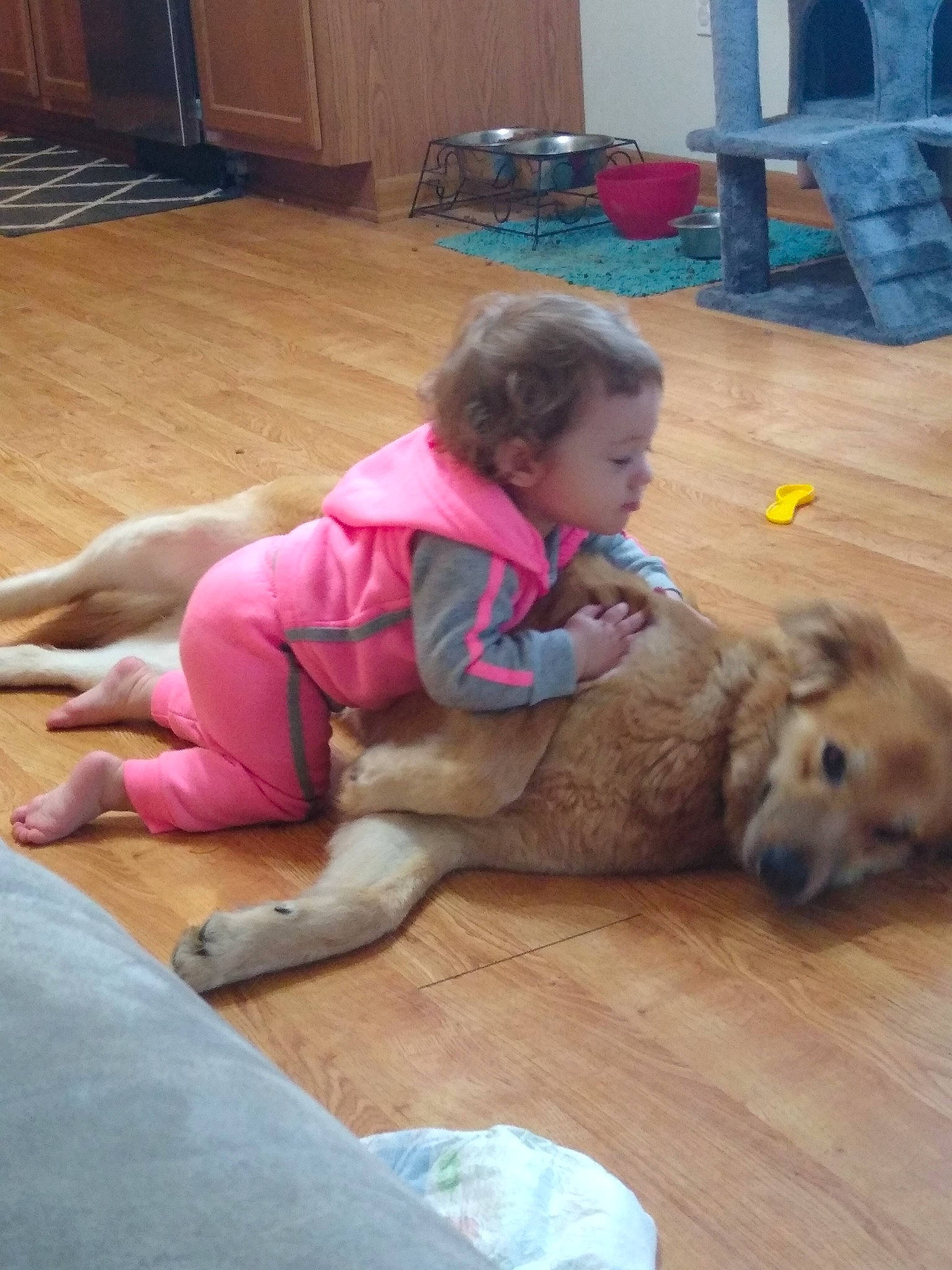 Sophie joined the competition — help win amazing prizes! big_cats, cabinetry, canidae, carnivore, child, comfort, companion_dog, dog, dog_breed, fawn, floor, flooring, fur, hardwood, knee, lion, sporting_group, thigh, toddler, wood