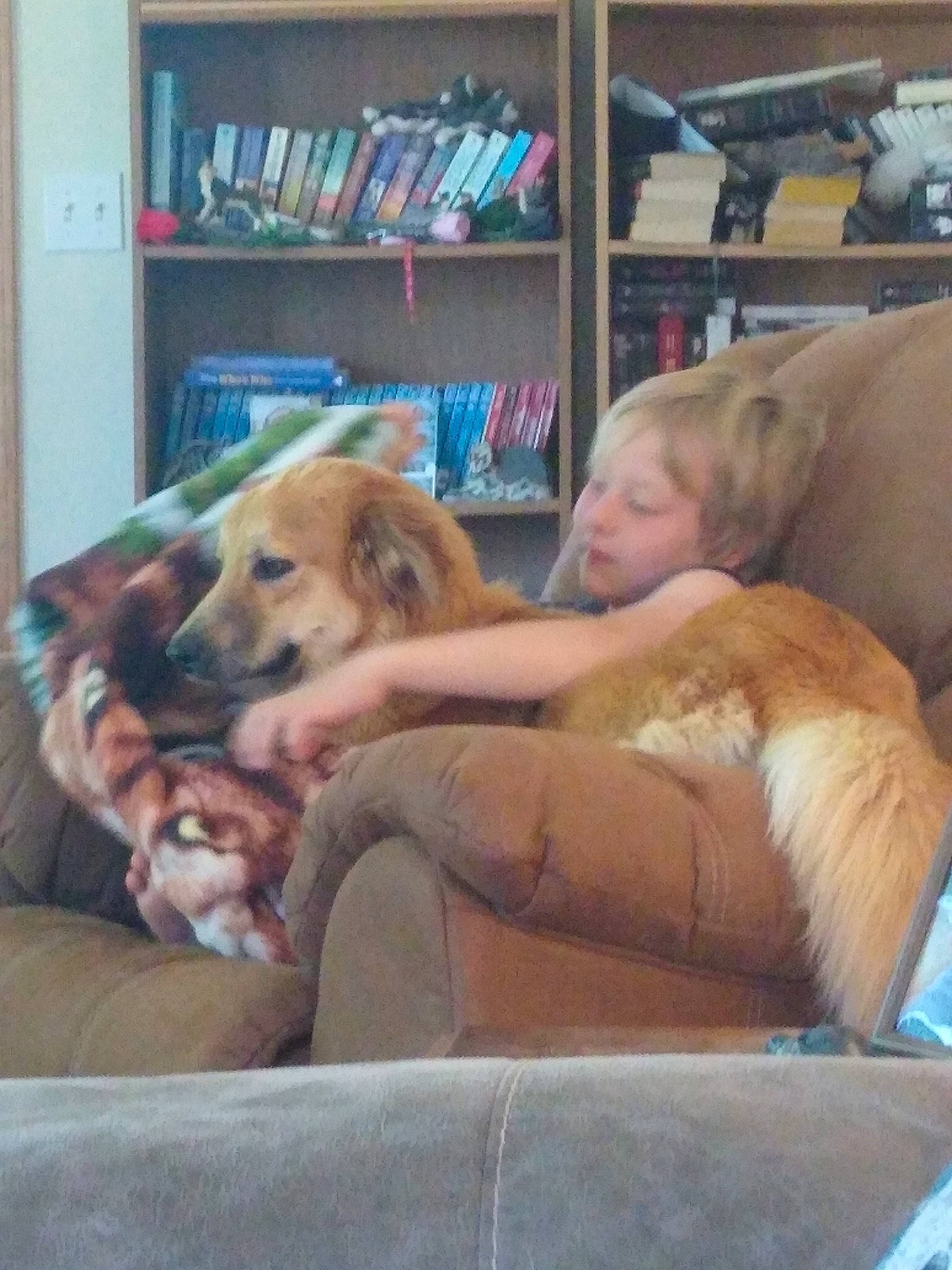 Sophie is registered to the contest to win money with this photo: bookcase, carnivore, comfort, companion_dog, couch, dog, dog_breed, dog_supply, fawn, flooring, fur, hardwood, lap, mammal, nap, retriever, room, shelf, shelving, sporting_group