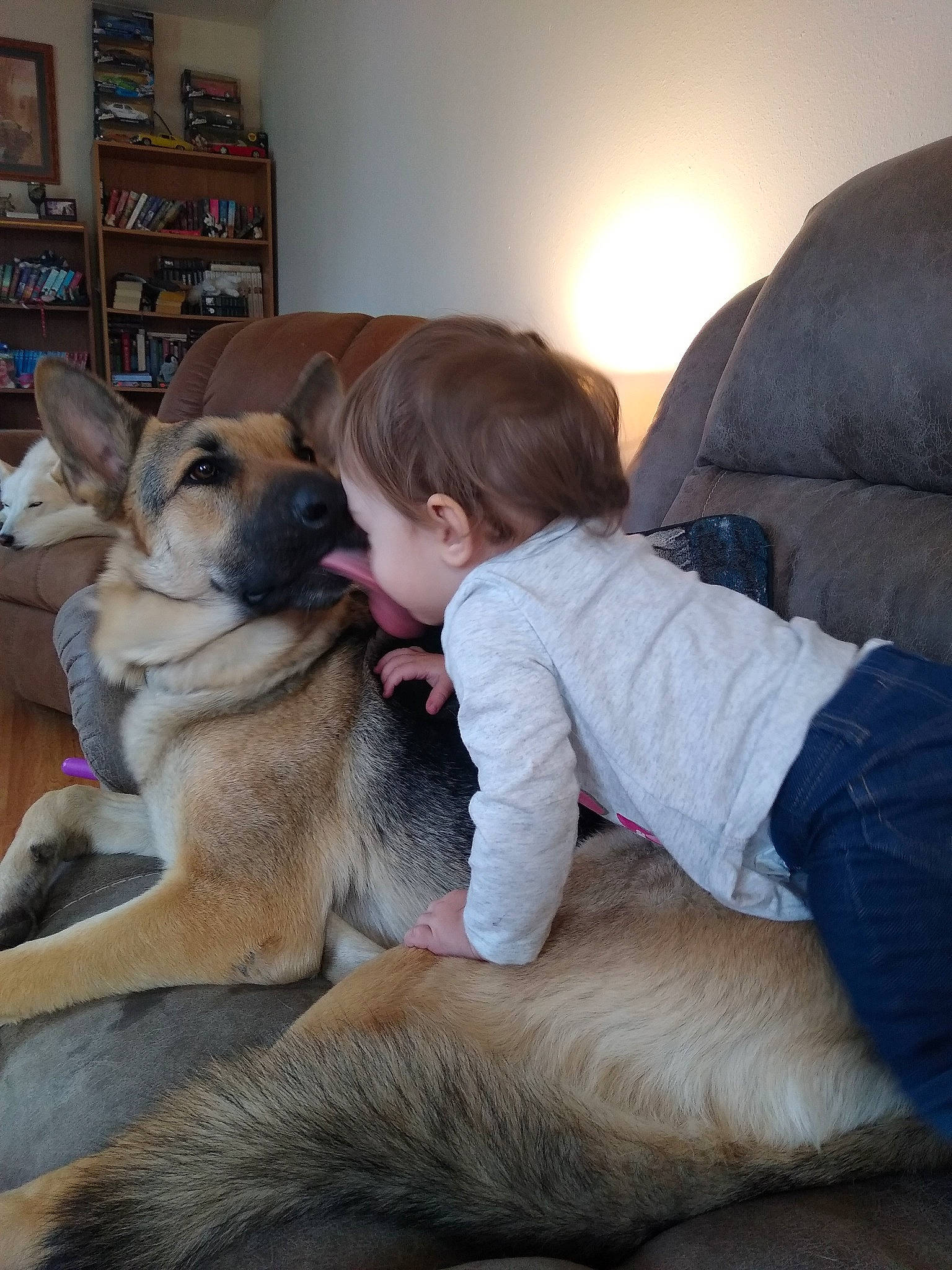 Ava is registered to the contest to win money with this photo: bookcase, canidae, carnivore, comfort, companion_dog, couch, dog, dog_breed, fawn, flooring, fur, mammal, picture_frame, shelf, shelving, sitting, snout, sporting_group, toddler, working_animal