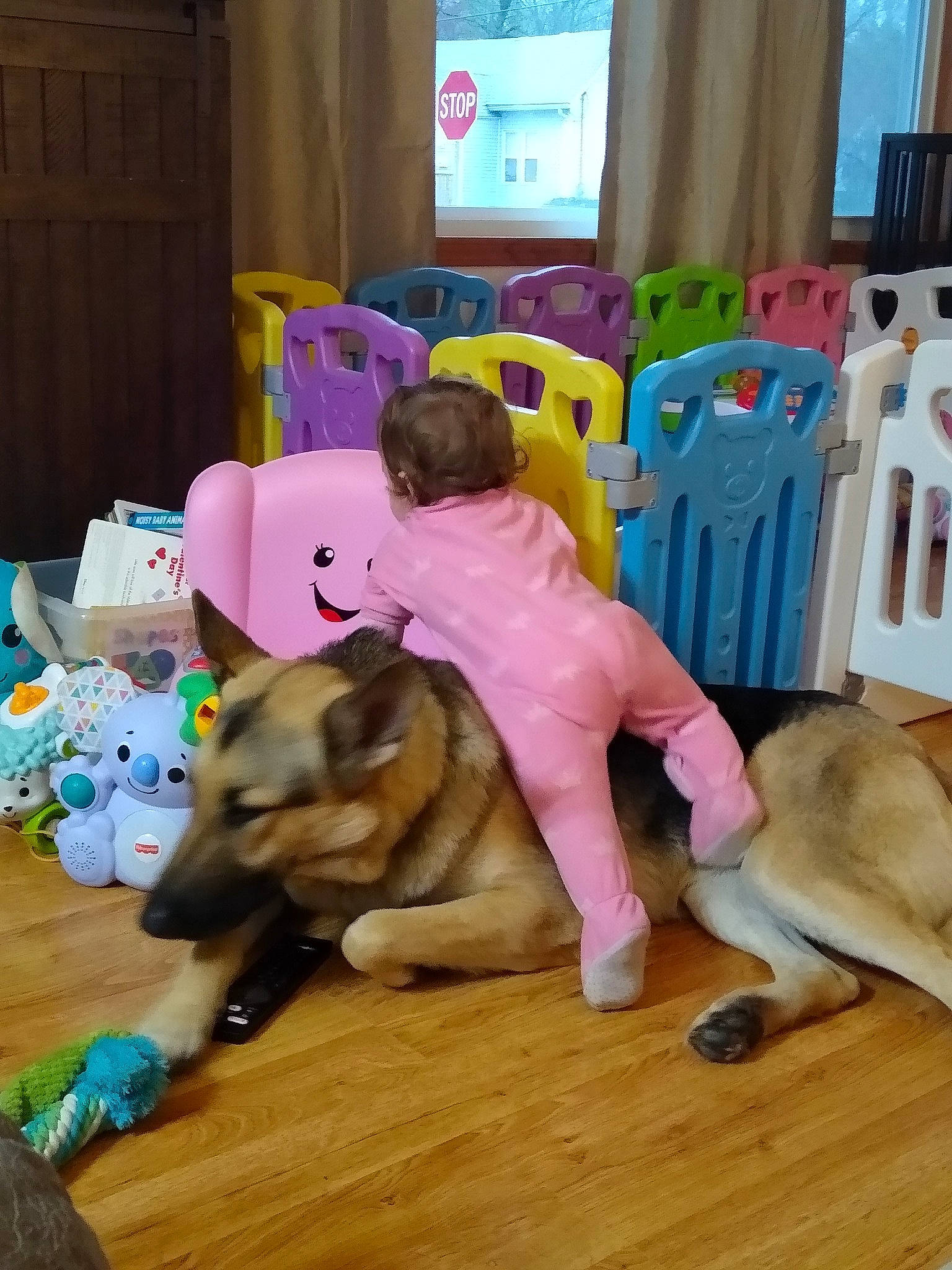 Ava is registered to the contest to win money with this photo: carnivore, child, companion_dog, curtain, dog, dog_breed, dog_supply, event, fawn, flooring, fun, hardwood, leisure, pink, play, purple, stuffed_toy, toddler, toy, working_animal