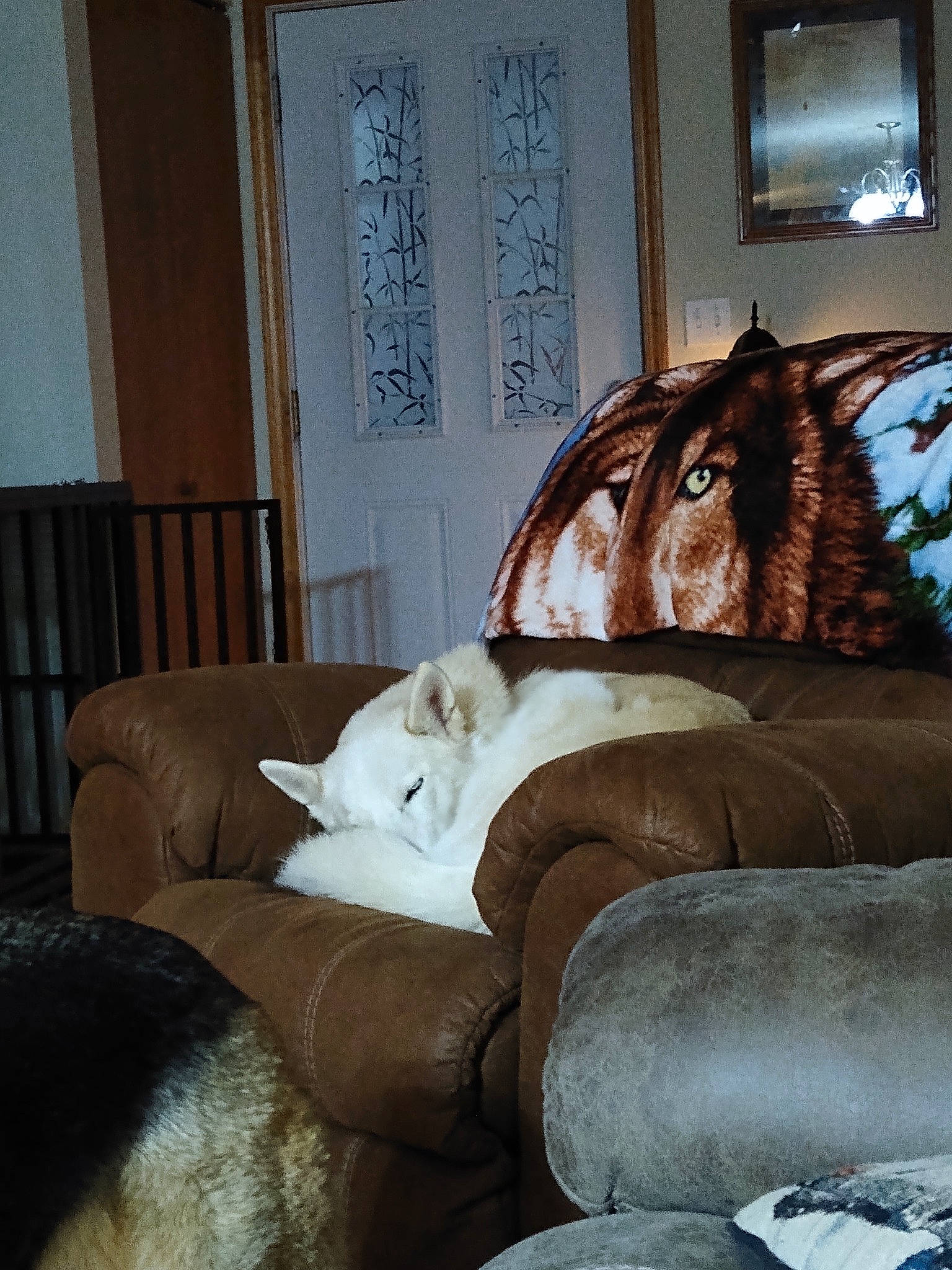 Cheza joined the competition — help win amazing prizes! carnivore, comfort, companion_dog, dog, dog_breed, door, fawn, felidae, furniture, horse, interior_design, liver, living_room, mammal, small_to_medium_sized_cats, snout, terrestrial_animal, window, wood, working_animal