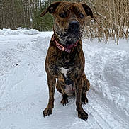 Marvel is registered to the contest to win money with this photo: dog, brindle, collar, snow, winter, outdoor, forest, trees, path, animal, pet, canine, sitting, nature, cold, fur, alert, mammal, daylight, landscape
