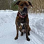 dog, brindle, collar, snow, winter, outdoor, forest, trees, path, animal, pet, canine, sitting, nature, cold, fur, alert, mammal, daylight, landscape