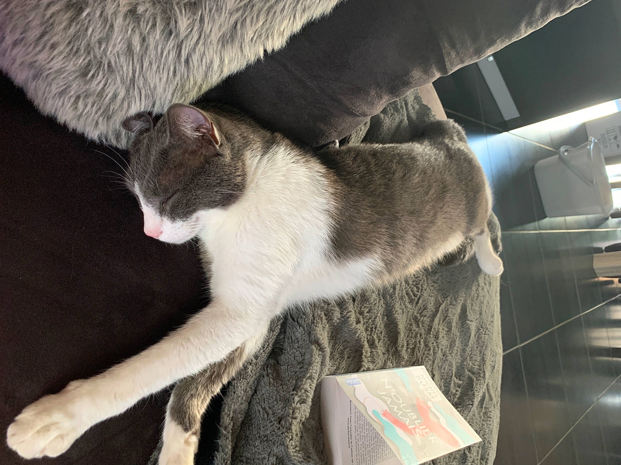 Pilou a rejoint le concours — aidez-le/la à gagner de superbes lots ! carnivore, cat, domestic_short_haired_cat, felidae, fur, leg, small_to_medium_sized_cats, snout, tail, whiskers