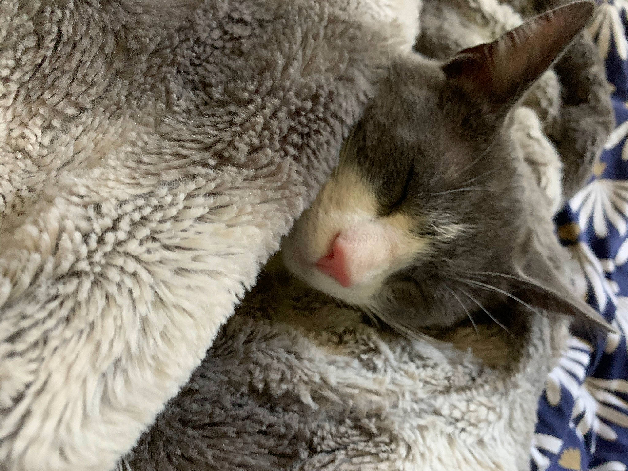 Pilou a rejoint le concours — aidez-le/la à gagner de superbes lots ! aegean_cat, carnivore, cat, close_up, domestic_short_haired_cat, european_shorthair, felidae, fur, german_rex, nap, nose, small_to_medium_sized_cats, snout, tabby_cat, whiskers