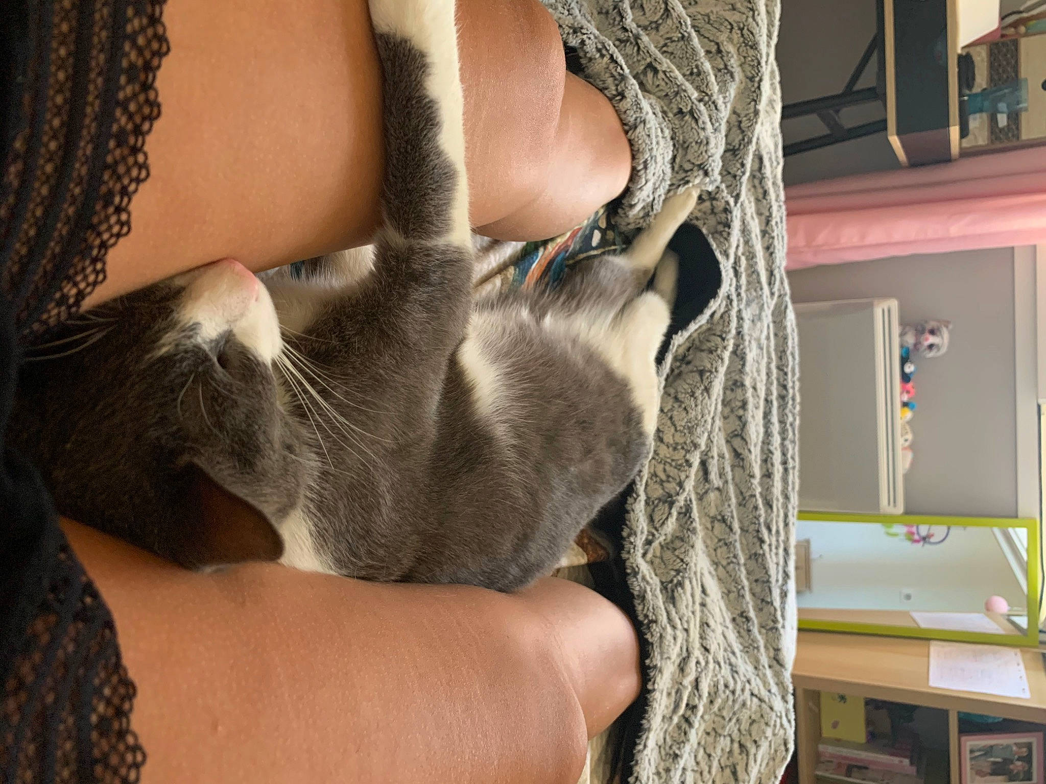 Pilou a rejoint le concours — aidez-le/la à gagner de superbes lots ! arm, carnivore, cat, ear, fawn, felidae, hand, russian_blue, small_to_medium_sized_cats, whiskers