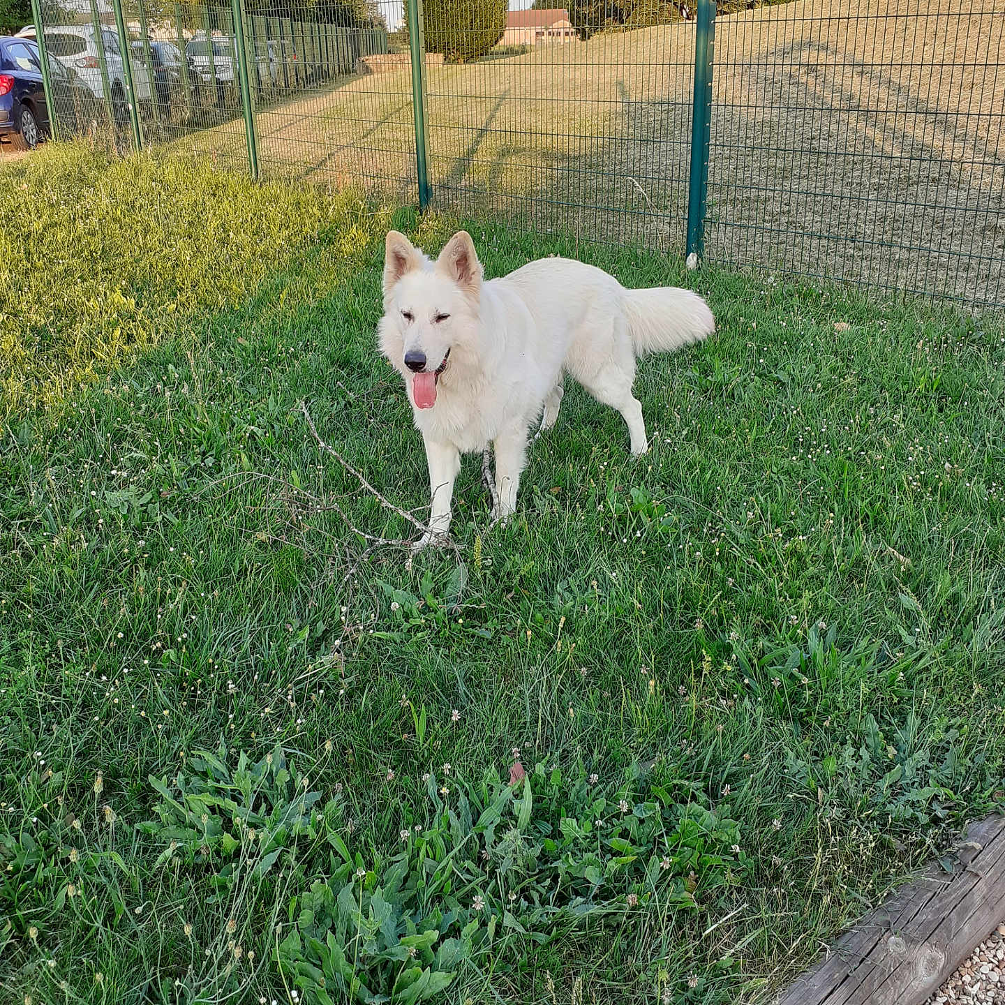Paco participe au concours pour gagner de l'argent avec cette photo : accessories, animal, backyard, canine, car, dog, fence, field, grass, grassland, nature, outdoors, pet, plant, strap, transportation, tree, vehicle, whitedog, yard