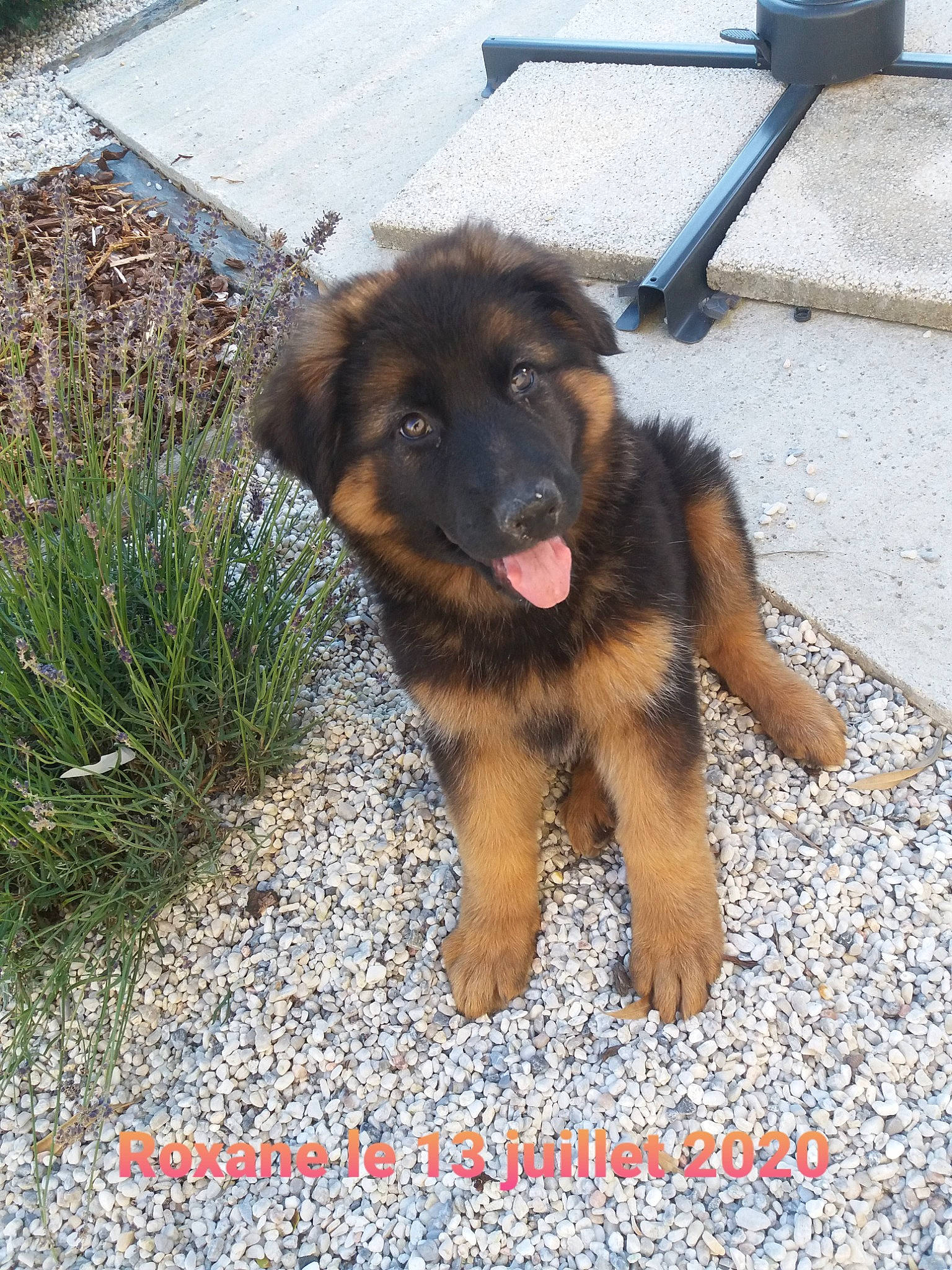 Roxanne a rejoint le concours — aidez-le/la à gagner de superbes lots ! canidae, carnivore, companion_dog, dog, dog_breed, fawn, flooring, fur, german_shepherd_dog, grass, herding_dog, old_german_shepherd_dog, paw, plant, road_surface, sporting_group, street_dog, tail, vertebrate, working_dog