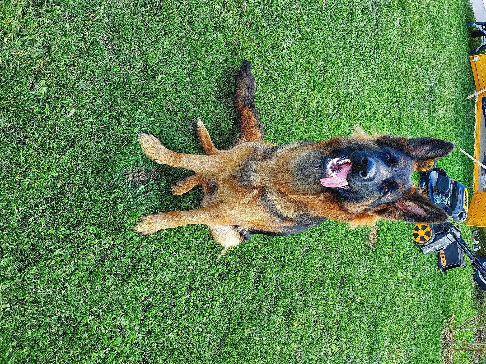 Roxanne a rejoint le concours — aidez-le/la à gagner de superbes lots ! carnivore, collar, companion_dog, dog, dog_breed, east_european_shepherd, german_shepherd_dog, grass, groundcover, guard_dog, herding_dog, king_shepherd, lawn, old_german_shepherd_dog, paw, plant, sporting_group, tail, working_dog