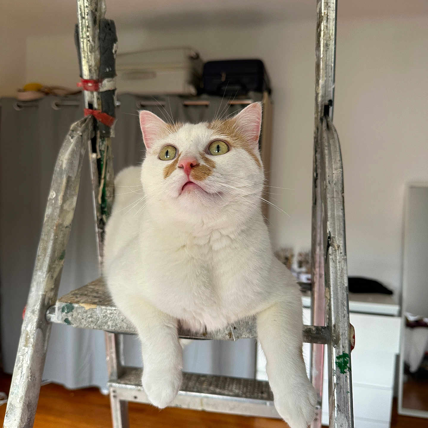 Sushi a rejoint le concours — aidez-le/la à gagner de superbes lots ! cat, curious, curtains, domestic_animal, ears, feline, fur, furniture, household, indoor, ladder, looking_up, metal, paws, pet, room, step_ladder, whiskers, white_cat, wooden_floor