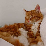 Boots joined the competition — help win amazing prizes! cat, sleeping, orange_cat, white_fur, fluffy, pet, cozy, resting, indoor, pillow, cute, feline, relaxation, animal, whiskers, ears, nap, soft, domestic_cat, fur