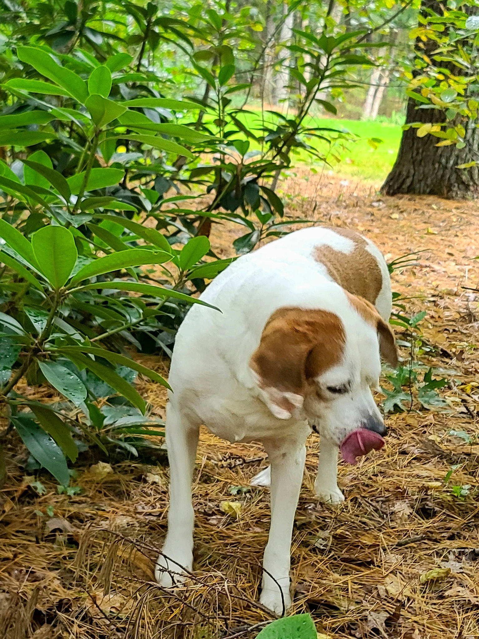 Mollie is registered to the contest to win money with this photo: canidae, carnivore, companion_dog, dog, dog_breed, fawn, fur, grass, hunting_dog, liver, plant, snout, soil, sporting_group, tail, terrestrial_animal, terrestrial_plant, wildlife, working_animal