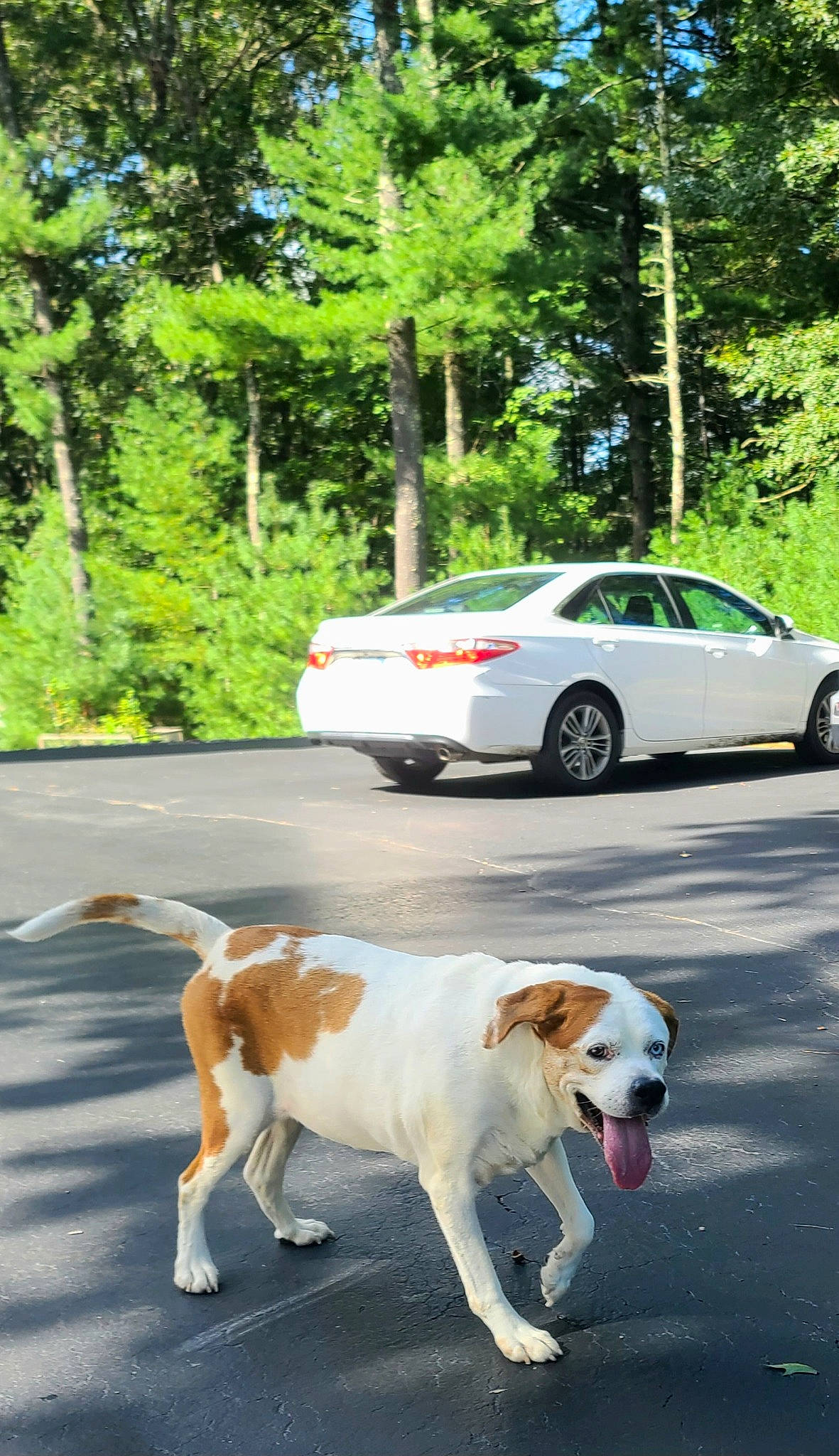 Mollie joined the competition — help win amazing prizes! asphalt, automotive_exterior, automotive_lighting, automotive_parking_light, car, carnivore, collar, companion_dog, dog, dog_breed, fawn, infrastructure, road, road_surface, sidewalk, tints_and_shades, tire, tree, vehicle, wheel