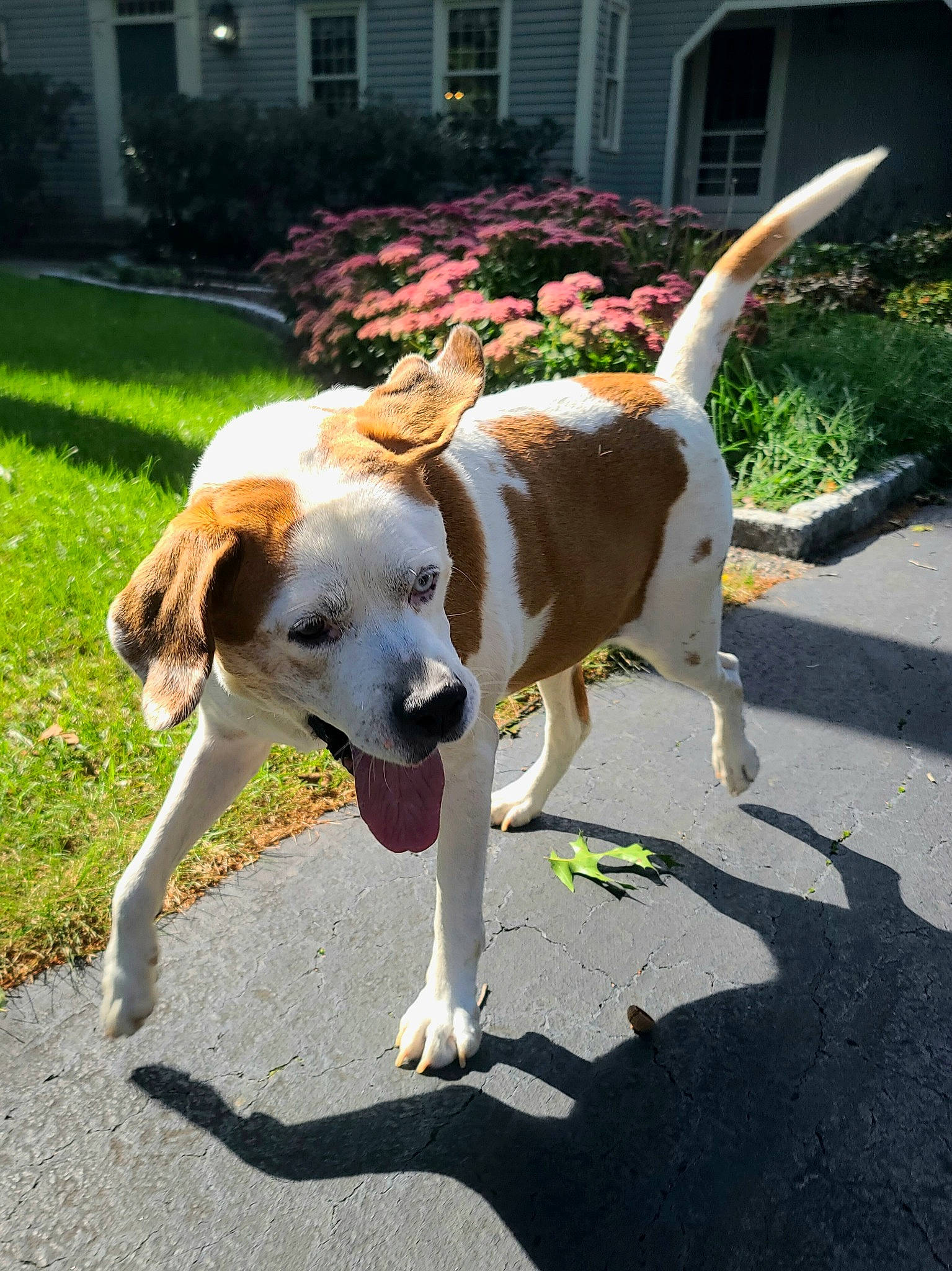 Mollie joined the competition — help win amazing prizes! carnivore, collar, companion_dog, dog, dog_breed, dog_collar, dog_supply, fawn, grass, leash, mammal, pet_supply, plant, road_surface, sidewalk, snout, sporting_group, tail, window, working_animal