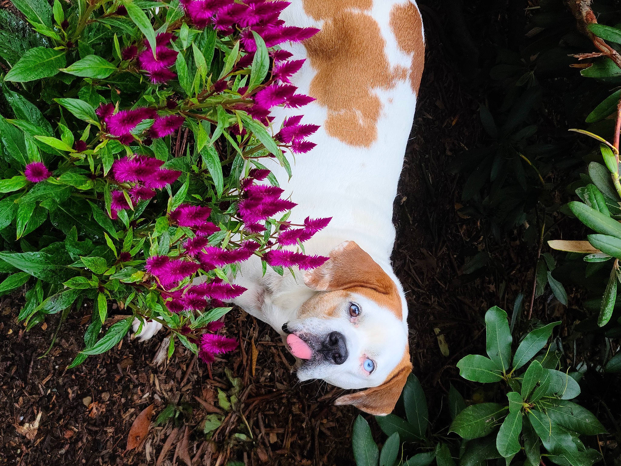 Mollie is registered to the contest to win money with this photo: annual_plant, carnivore, companion_dog, dog, dog_breed, fawn, flower, flowering_plant, garden, grass, groundcover, herbaceous_plant, magenta, petal, plant, shrub, soil, tail, toy, tree
