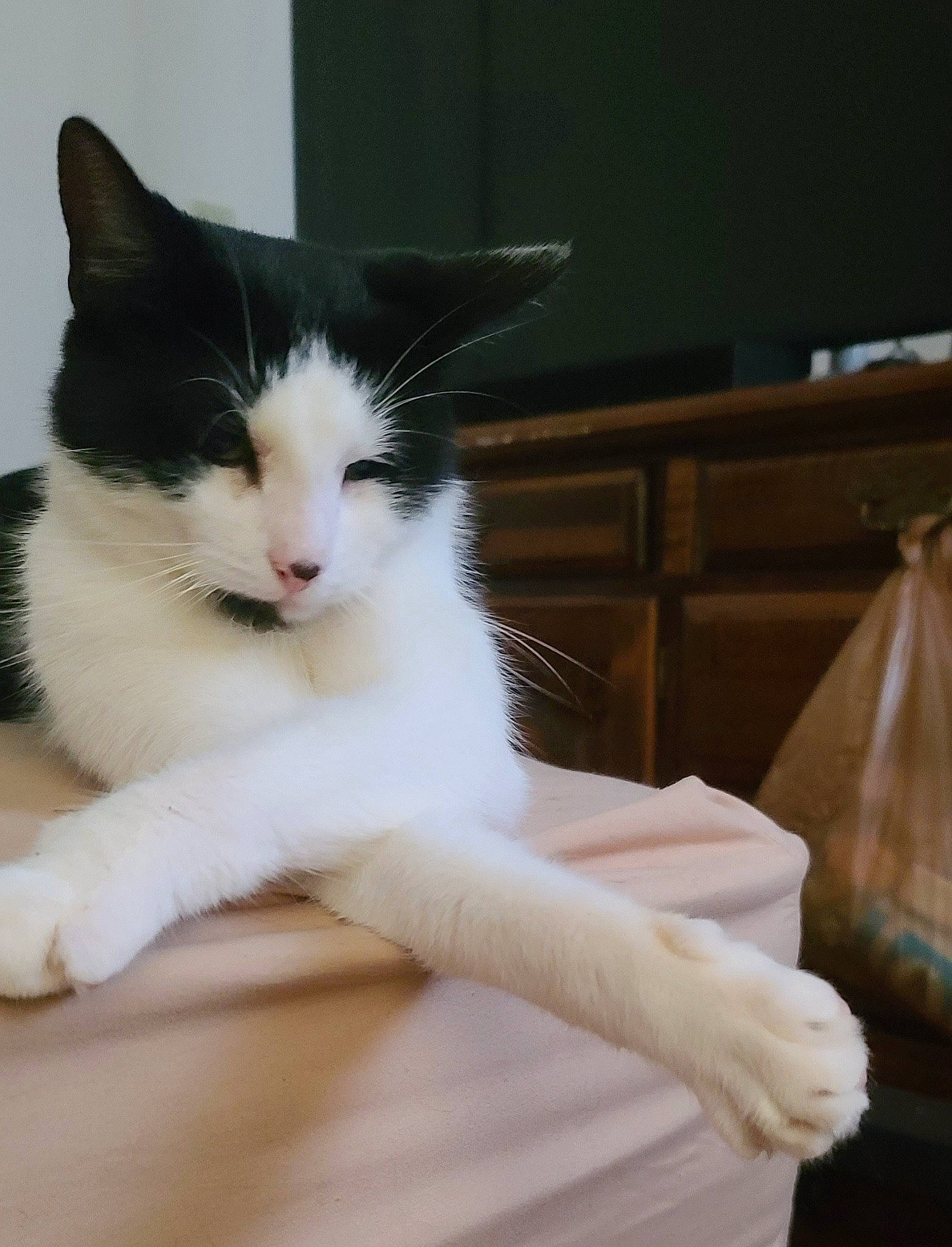 Dude joined the competition — help win amazing prizes! carnivore, cat, claw, comfort, domestic_short_haired_cat, felidae, flooring, foot, fur, paw, plastic_bag, sitting, small_to_medium_sized_cats, tail, terrestrial_animal, whiskers