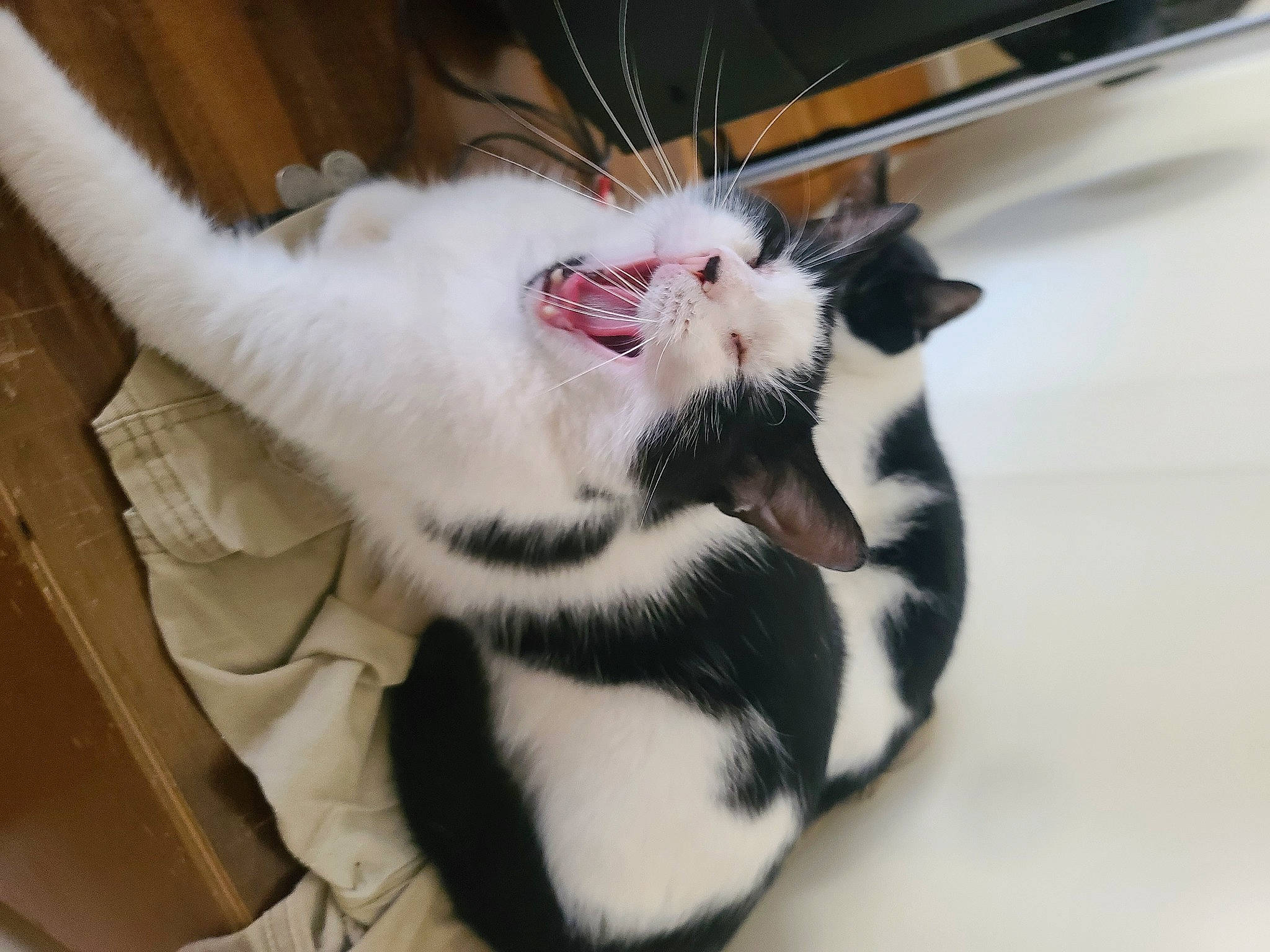 Dude joined the competition — help win amazing prizes! carnivore, cat, claw, comfort, domestic_short_haired_cat, fang, felidae, foot, fur, paw, small_to_medium_sized_cats, snout, tail, whiskers