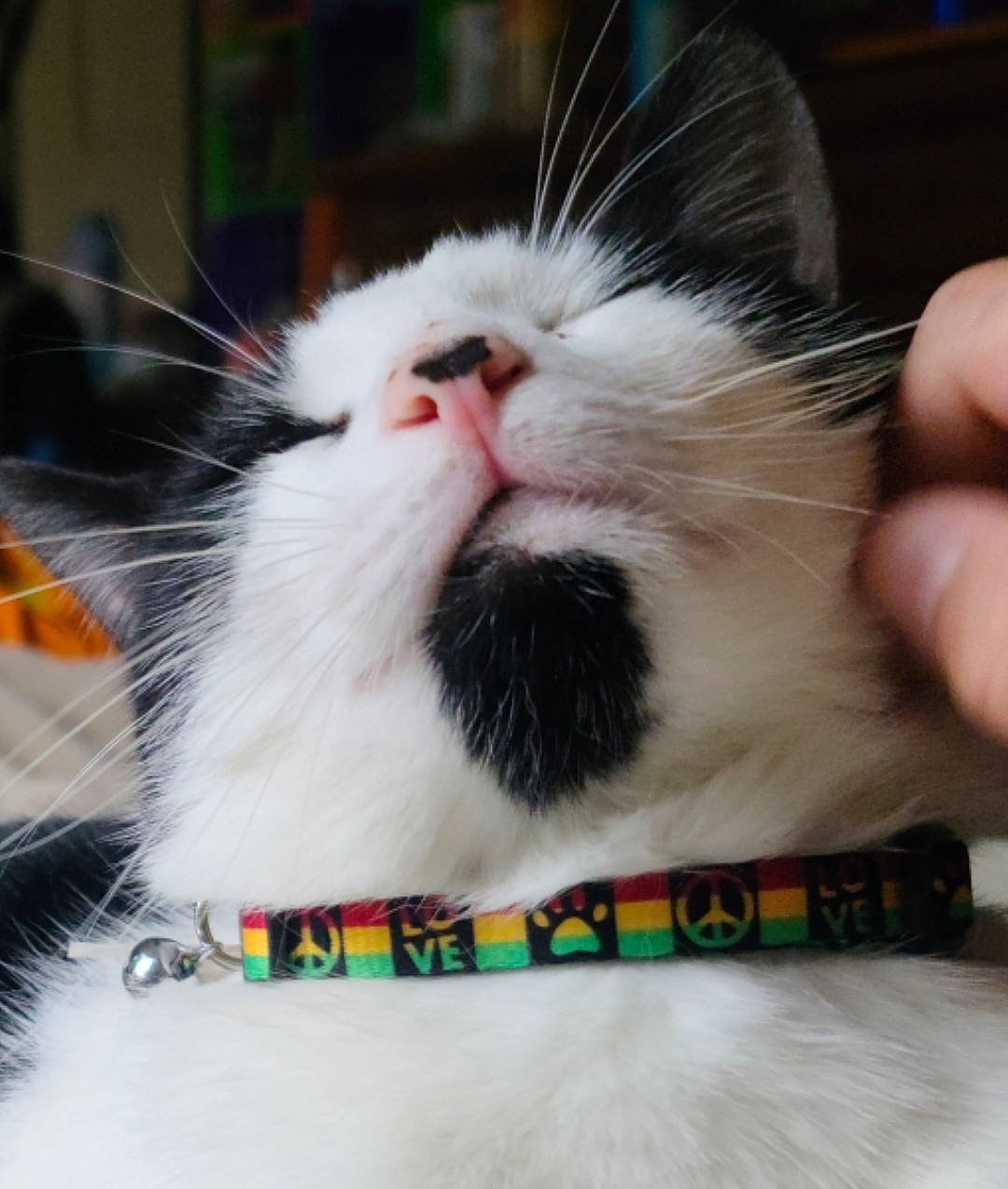 Dude joined the competition — help win amazing prizes! carnivore, cat, domestic_short_haired_cat, felidae, fur, paw, small_to_medium_sized_cats, snout, whiskers