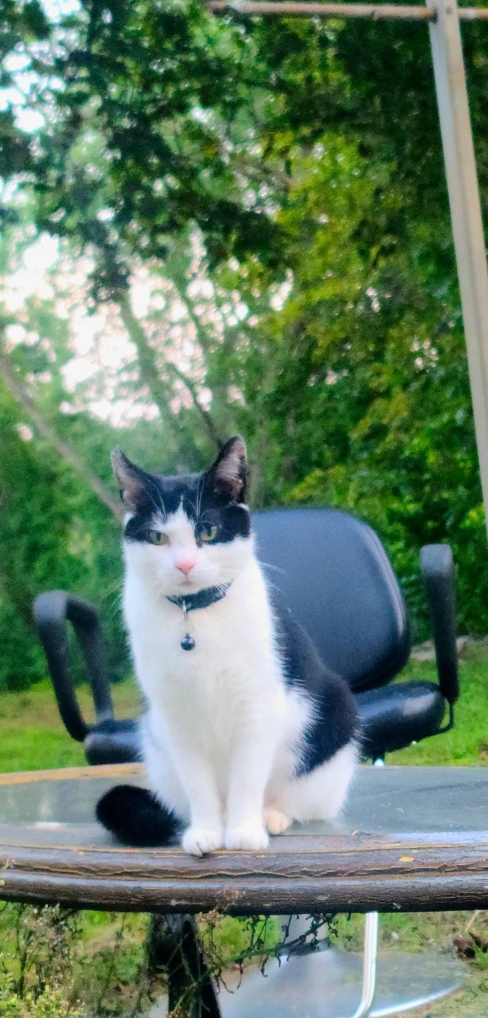 Kiki is registered to the contest to win money with this photo: asphalt, carnivore, cat, domestic_short_haired_cat, eye, felidae, fur, grass, mammal, paw, plant, road, road_surface, sidewalk, sitting, small_to_medium_sized_cats, snout, tail, tree, whiskers