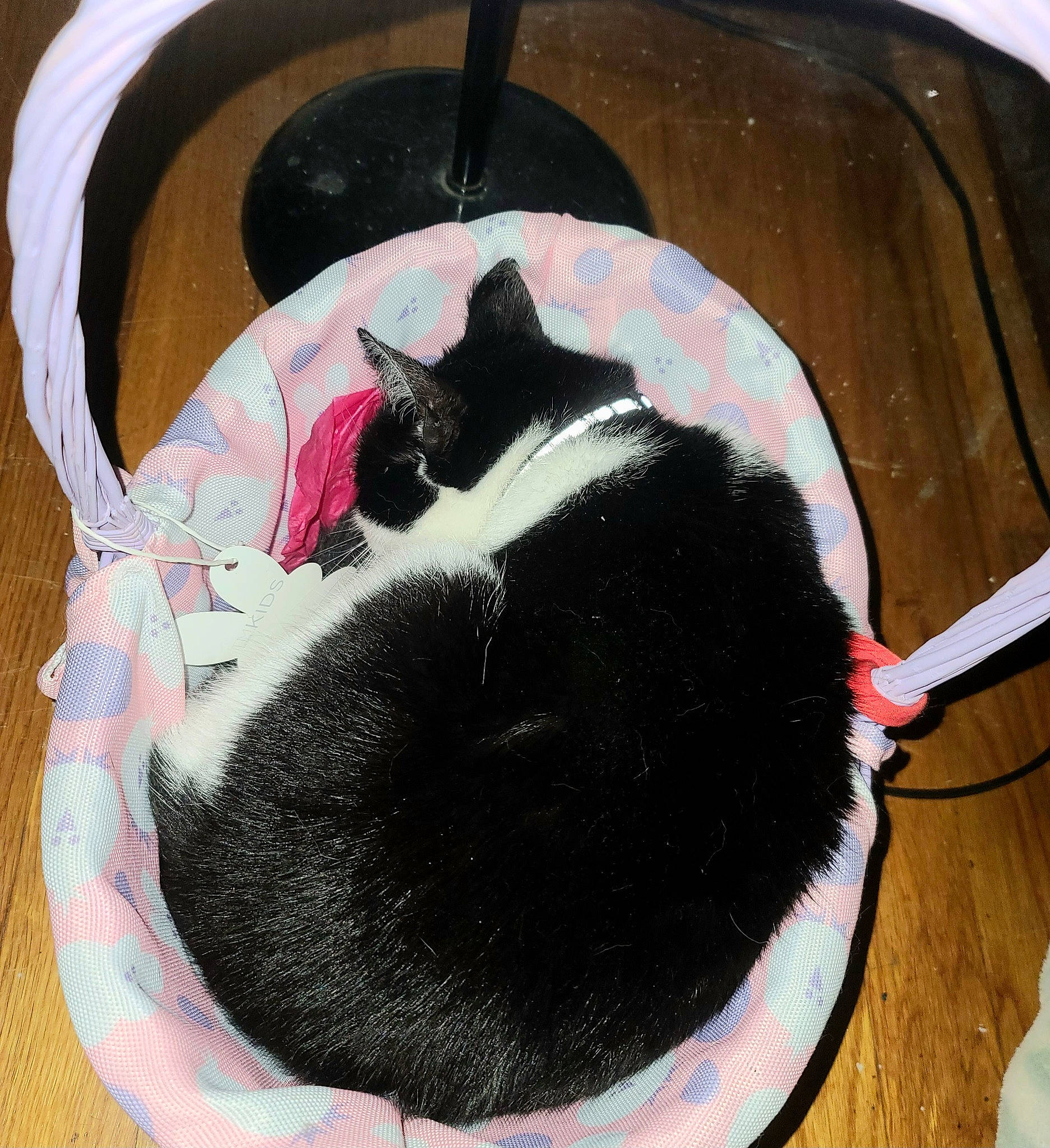 Kiki joined the competition — help win amazing prizes! bag, black_cat, carmine, carnivore, cat, cat_bed, cat_supply, claw, collar, comfort, dog_breed, domestic_short_haired_cat, felidae, fur, paw, pet_supply, small_to_medium_sized_cats, snout, tail, whiskers