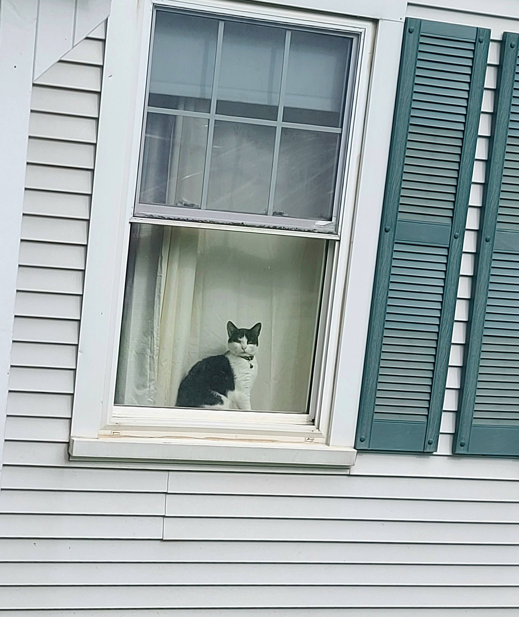 Kiki joined the competition — help win amazing prizes! building, carnivore, cat, door, facade, felidae, fixture, glass, home_door, house, rectangle, sash_window, siding, small_to_medium_sized_cats, snout, tail, tints_and_shades, window, window_covering, wood