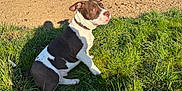 Buck participe au concours pour gagner de l'argent avec cette photo : animal, bostonbull, boxer, bulldog, canine, dog, field, frenchbulldog, grass, grassland, hound, lawn, nature, outdoors, pet, pitbull, plant, pointer, puppy, soil