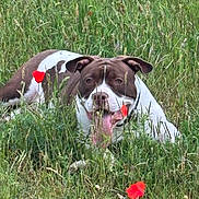 Buck a rejoint le concours — aidez-le/la à gagner de superbes lots ! animal, brown, canine, close_up, dog, field, flora, flower, grass, greenery, happy, lying_down, nature, outdoor, panting, pet, poppy, summer, white, wildflowers