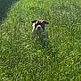 animal, background, canine, daylight, dog, ears, field, fur, grass, greenery, nature, outdoor, pet, plant, shadow, snout, summer, sunlight, walking, yellow_flowers