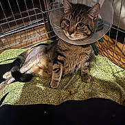 Alpha a rejoint le concours — aidez-le/la à gagner de superbes lots ! animal, blanket, cage, cat, comfort, cone, crate, domestic, feline, fur, indoor, injury, medical, paw, pet, protective_collar, resting, shaved_leg, tabby, tail