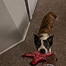 dog, puppy, pet, animal, tug_of_war, toy, starfish_toy, red_toy, carpet, indoors, hallway, home, floor, hand, human, collar, black_and_white, brown_fur, pointed_ears, playtime