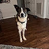 dog, pet, animal, portrait, standing, indoors, living_room, hardwood_floor, collar, black_white_fur, brown_fur, floppy_ears, alert, looking_at_camera, food_bowls, dog_crate, rug, home, furniture, photography