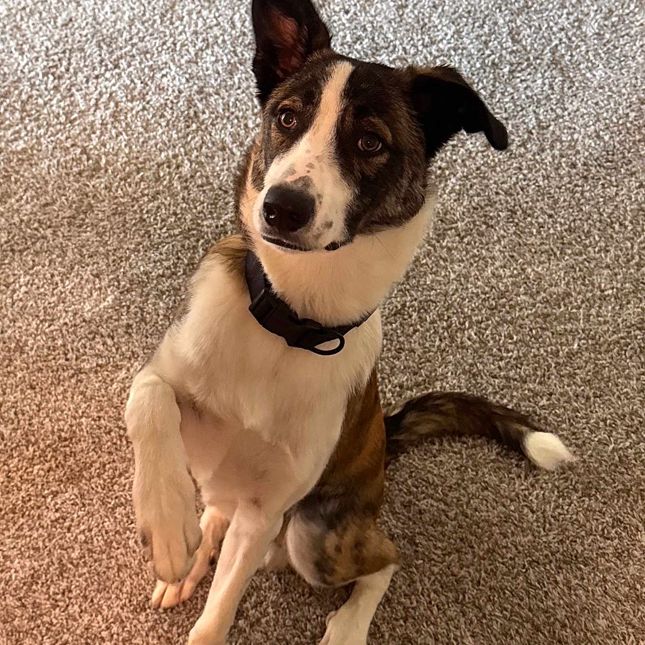Louie