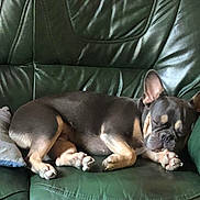 Aïko participe au concours pour gagner de l'argent avec cette photo : dog, french_bulldog, pet, animal, sleeping, lying_down, sofa, couch, leather, green, indoor, living_room, relaxed, wrinkles, bat_ears, paws, black_and_tan, comfortable, portrait, home